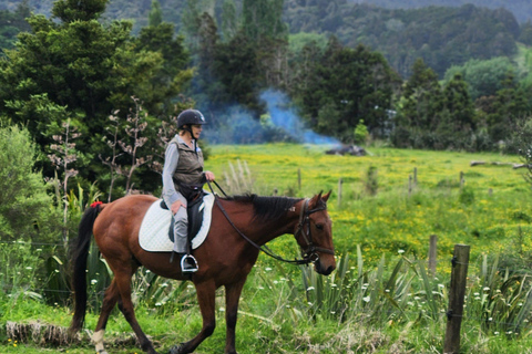 Auckland: Honey Center, Horse Riding & Sheep World Tour