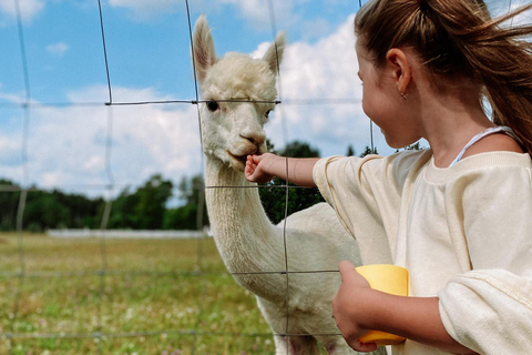 From Tallinn: Alpakafarm Guided Tour with Transfer