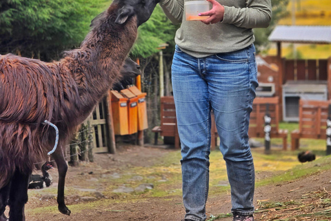 Passeio a cavalo e caminhada no vulcão Cotopaxi para iniciantes