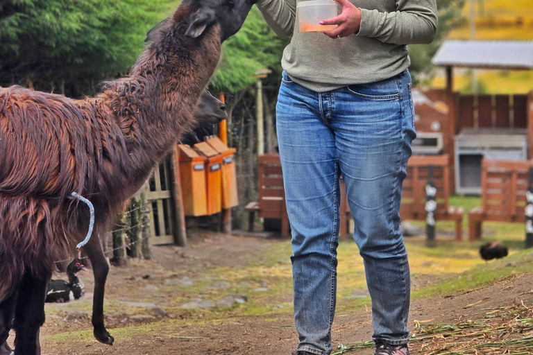 Passeio a cavalo e caminhada no vulcão Cotopaxi para iniciantes