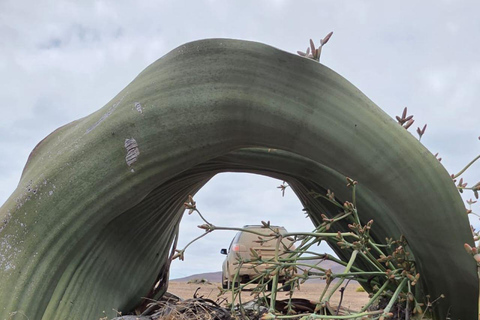 Cape Cross, Seals and River Desert Nature Tour [New Route]