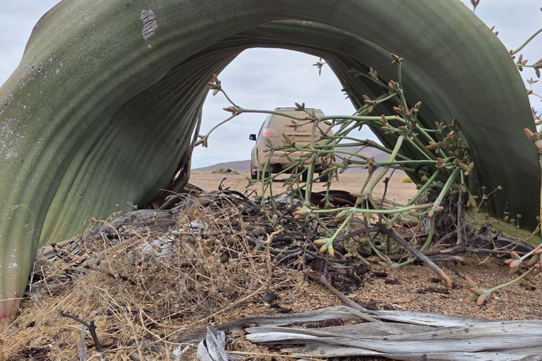 Cape Cross, Seals and River Desert Nature Tour [New Route]