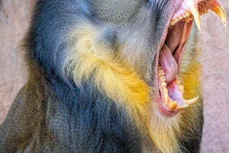 Simien Mountains: Gelada Baboon Kingdom & Grand Escarpment