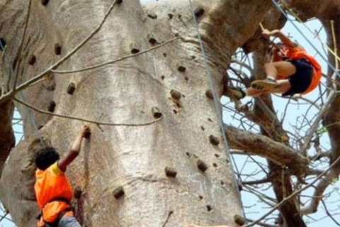Les hauteurs du Baobab : S'envoler à travers la ligne d'horizon