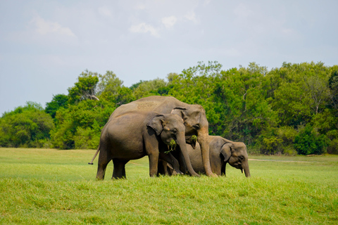 Minneriya National Park Morning Safari – Birds & Elephants