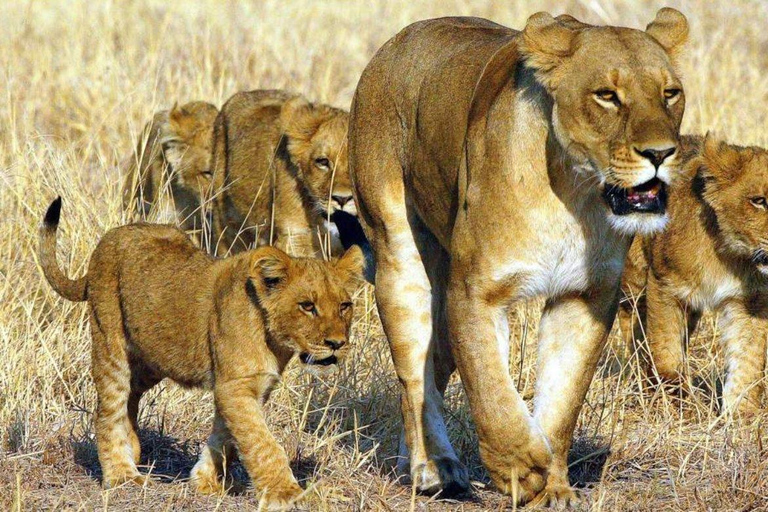 Extended Chobe Day Trip(6hours Game drive+3Hours SafariBoat) Extended Chobe Day Trip
