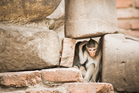 Bangkok: Excursão Ayutthaya e Lopburi - Templo do Macaco