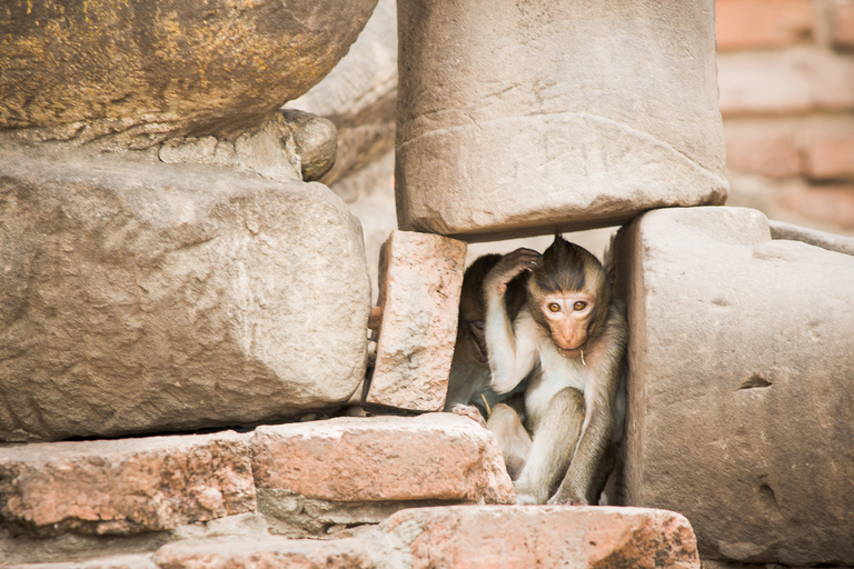 Excursión privada: Ayutthaya, Lopburi y templo de los MonosTour privado de Ayutthaya y templo de los monos de Lopburi