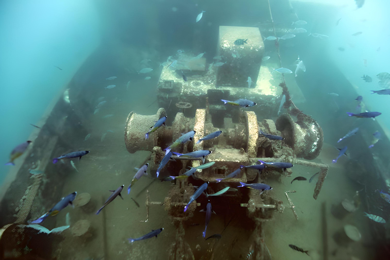 Experimenta el Emocionante Mundo Submarino del CaribeDescubre el pecio y nada con las tortugas y los peces tropicales