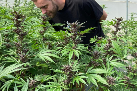 Private Medellín Cannabis Culture Tour with Lunch & Tasting