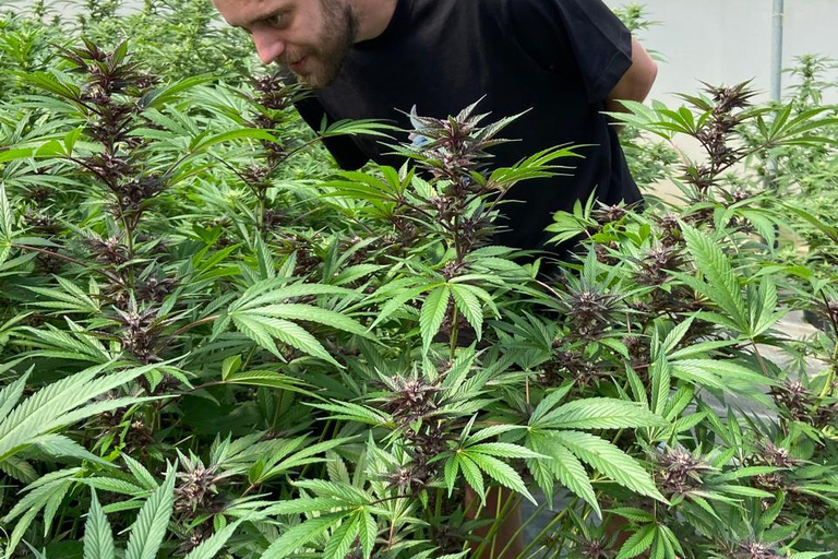Private Medellín Cannabis Culture Tour with Lunch & Tasting