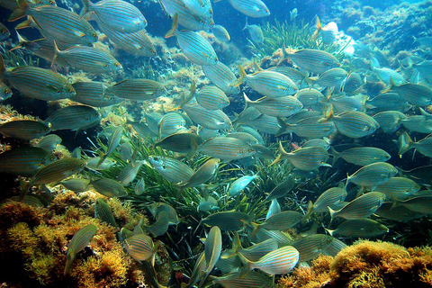 Z Nicei: Villefranche Bay Swimming & Snorkeling Boat Tour (wycieczka łodzią po zatoce Villefranche)