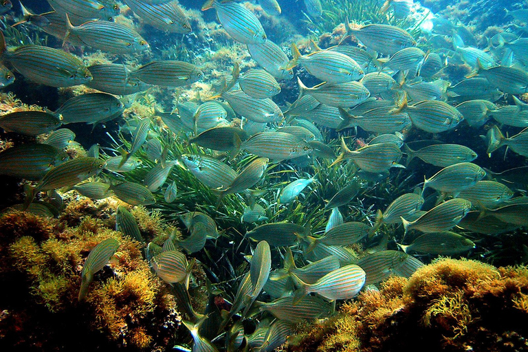 Vanuit Nice: Rondvaart zwemmen & snorkelen in de baai van Villefranche