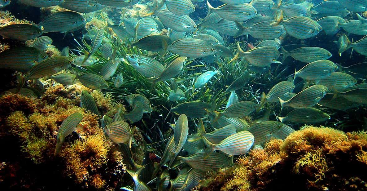 Afbeelding 3 van Vanuit Nice: zwem- en snorkelcruise aan de Franse Rivièra