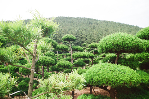 Tour privato dell&#039;isola di Jeju, in auto, a tuo piacimentoTour privato di Jeju in auto, dalle 13 alle 18, nel fine settimana.