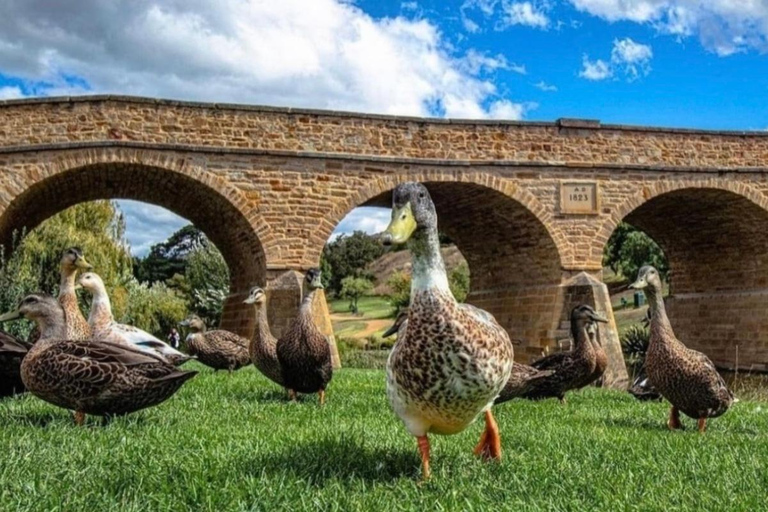 Hobart: Hobart, Richmond e Bonorong Wildlife Sanctuary TourExcursão de um dia: Hobart, Mt Wellington e Bonorong Wildlife Park