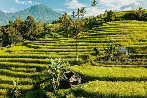 Bali: Esplora il nord di Bali: tour privato personalizzato di un giornoViaggio a Bali Nord B