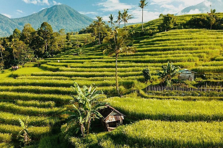 Bali: Verken Noord-Bali Persoonlijke DagtourNoord-Bali Reis C