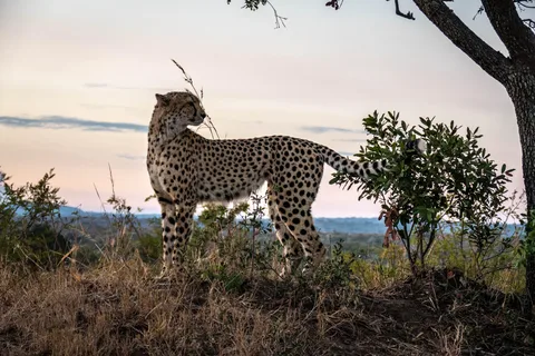 Hoedspruit:PRIVATE w/Breakfast-Kruger National Park FULL Day