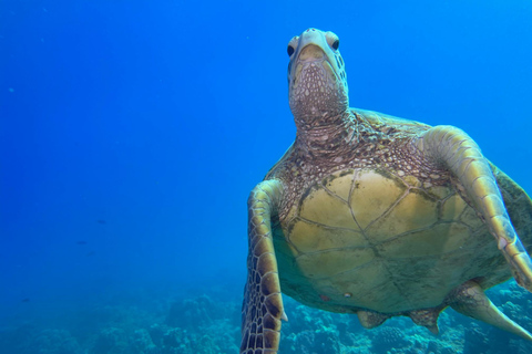 Oahu : Plongée sous-marine dans les récifs peu profonds pour les plongeurs certifiésOahu: Plongée sous-marine Shallow Reef pour les plongeurs certifiés