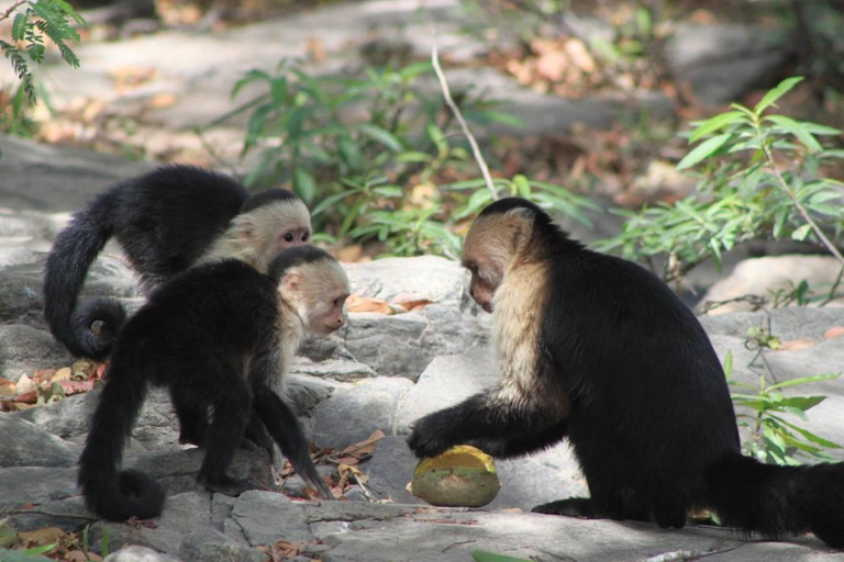 L&#039;île aux singes et le sanctuaire des paresseux : Une aventure sauvage