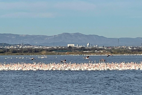 Valencia: Tour guidato in bicicletta del lago Albufera