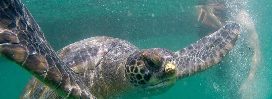 De Piura : Excursion à Mancora + Baignade avec les tortues