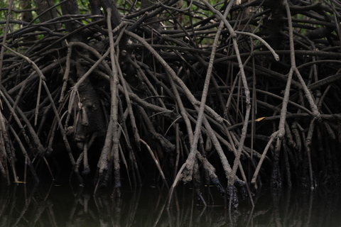 Langkawi: Kilim Geopark Mangrove Tour with Eagle Watching