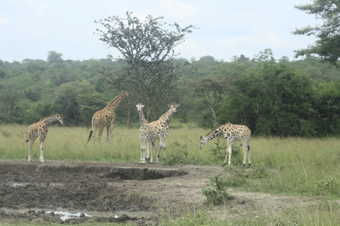 Safari de 2 días al Parque Nacional del Lago Mburo desde Entebbe/Kampala.