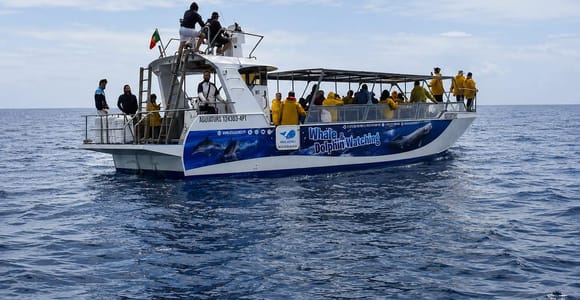 From Lajes, Pico Island, Azores: Whale & Dolphin Boat Safari