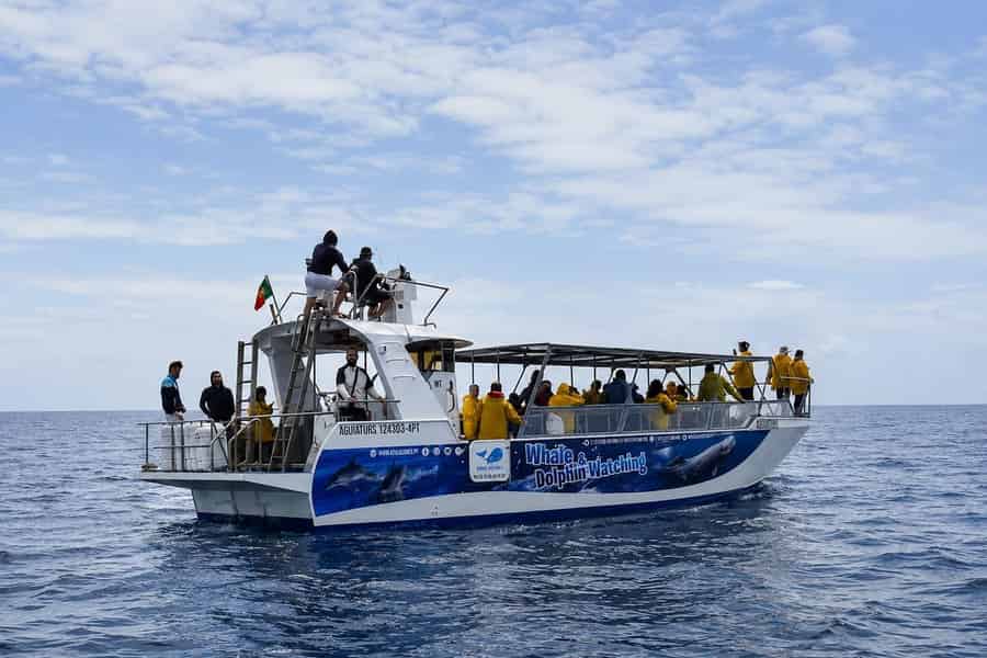 Insel Pico: Azoren-Tour mit Wal- und Delfinbeobachtung ab Lajes. Foto: GetYourGuide Insel Pico: Azoren-Tour mit Wal- und Delfinbeobachtung ab Lajes. Foto: GetYourGuide