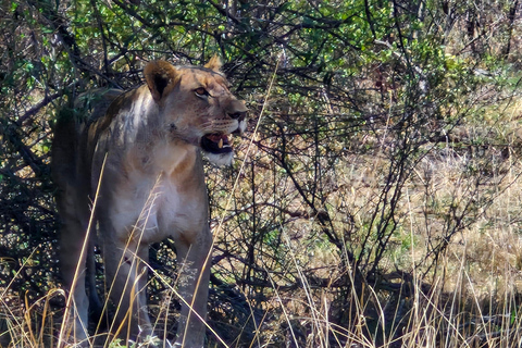 Johannesburg: Pilanesberg Nature Reserve Overnight Safari