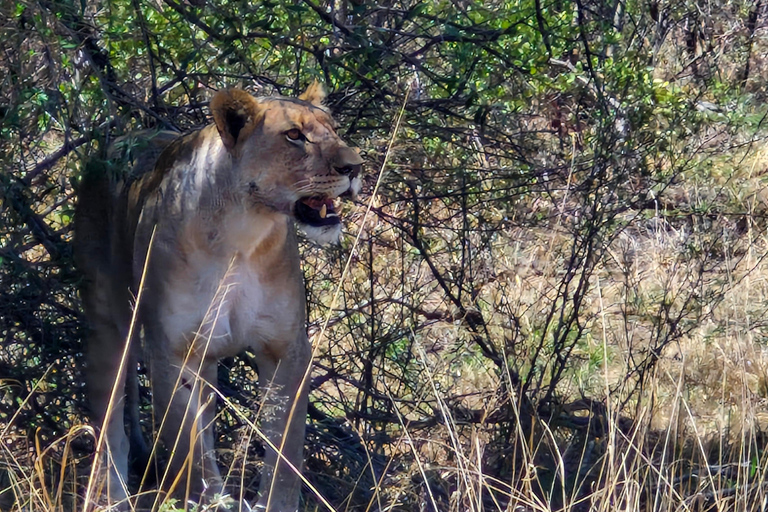 Johannesburg: Pilanesberg Nature Reserve Overnight Safari