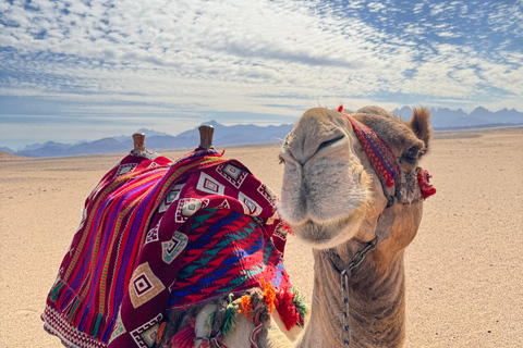 Hurghada: Camel Ride & horse ride and Off-Road Jeep Tour pickup from hotels inside hurghada