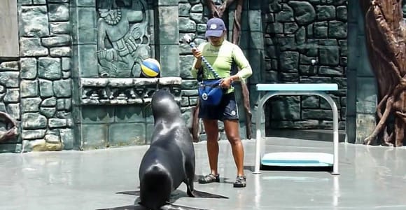 Chankanaab Park Admission Ticket and Sea Lion Show included