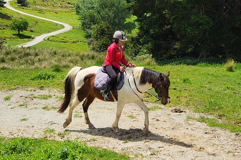Auckland: Honey Center, Horse Riding & Sheep World Tour