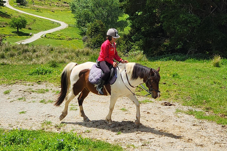 Auckland: Honey Center, Horse Riding & Sheep World Tour