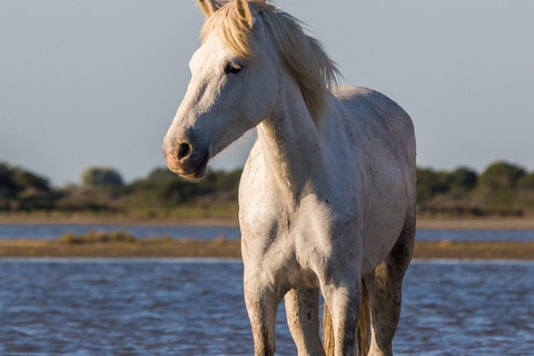 Saintes-Maries-de-la-Mer: Camargue Horseback Ride 2 Hour Ride