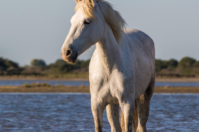Saintes-Maries-de-la-Mer: Camargue Horseback Ride 2 Hour Ride