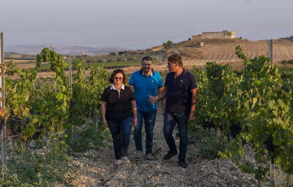 Rows of vines crossing dry golden countryside near Agrigento