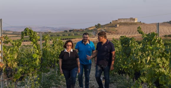 Rows of vines crossing dry golden countryside near Agrigento