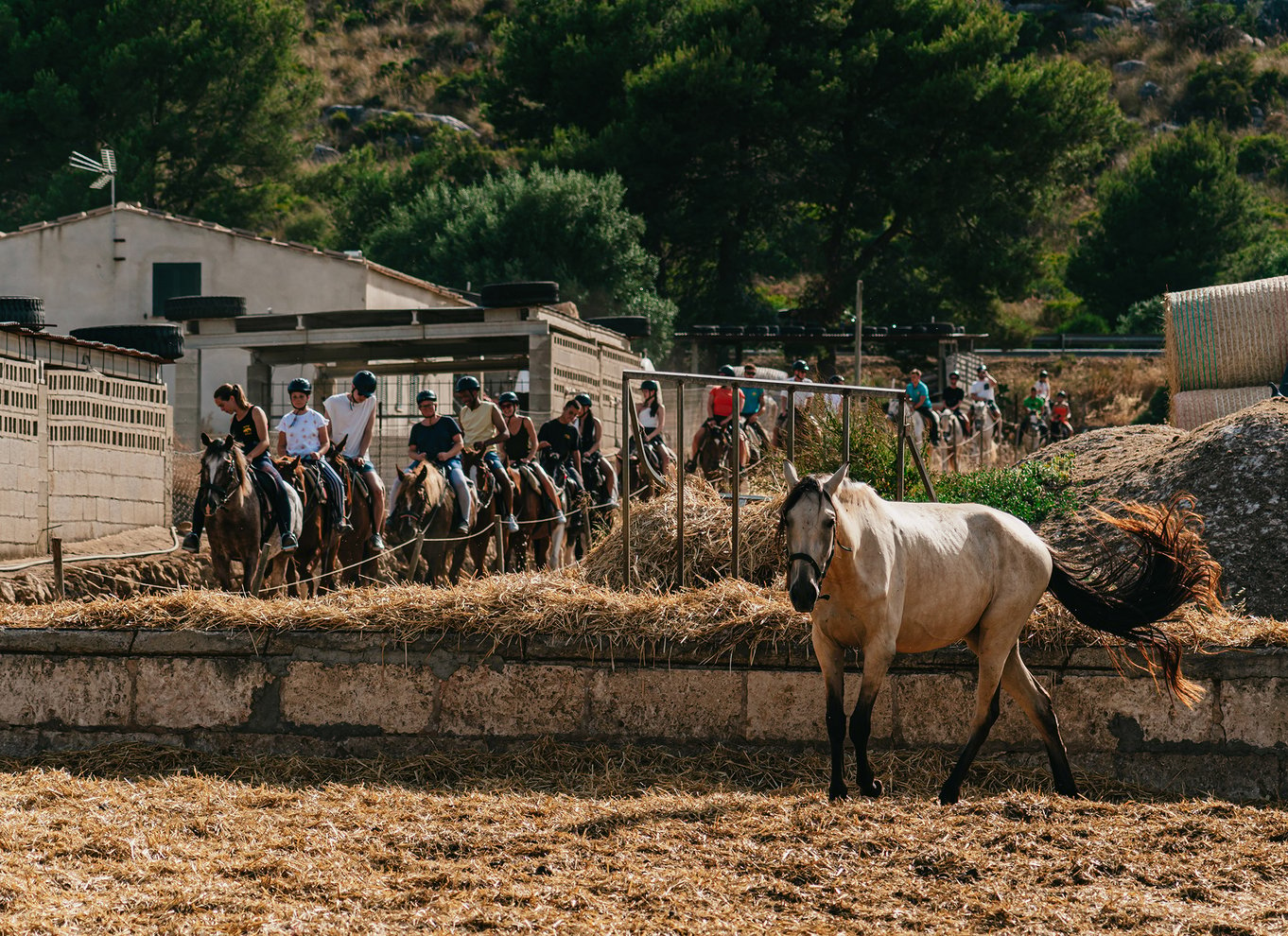 Mallorca: Oplevelse på hesteryg med mulighed for mad