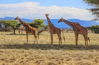 Tala Game Res, Lion Park y Phezulu Tour de un día completo desde Durban - Hizvo
