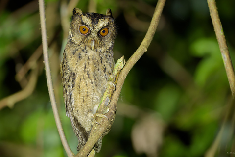 Puerto Princesa: Full-Day Birdwatching Tour with Guide