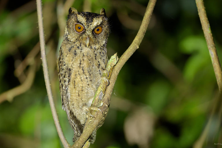Puerto Princesa: Full-Day Birdwatching Tour with Guide
