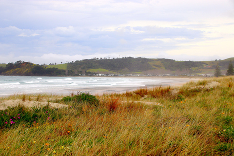 Auckland: Matakana Village, Omaha Beach, & Honey Tour