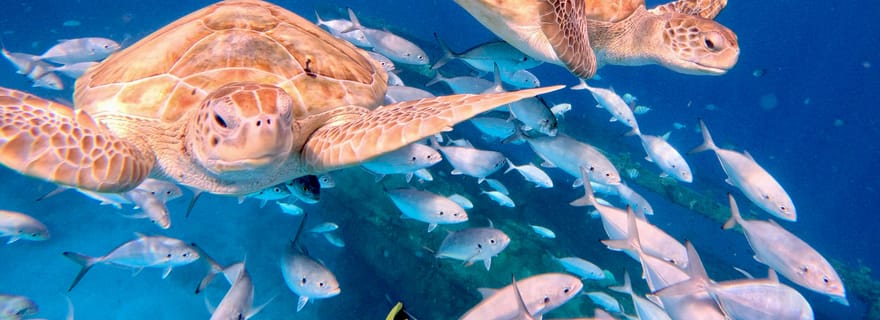 Barbade : Croisière Privée en Catamaran avec Snorkeling