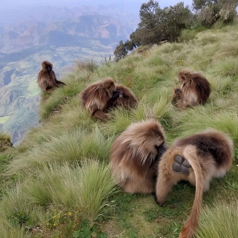 Debre Libanos, Portugiesische Brücke und Gelada-Paviane