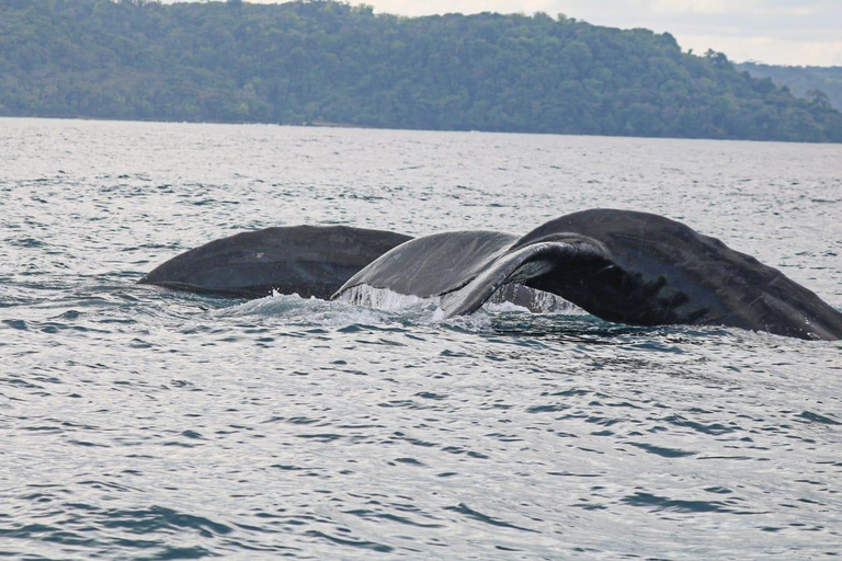 Uvita: Corcovado Rainforest & Wildlife Adventure