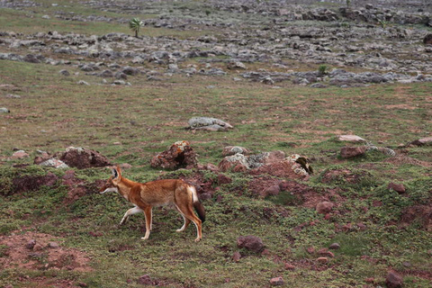 Addis Ababa: 4-Day Bale Mountains Adventure Tour